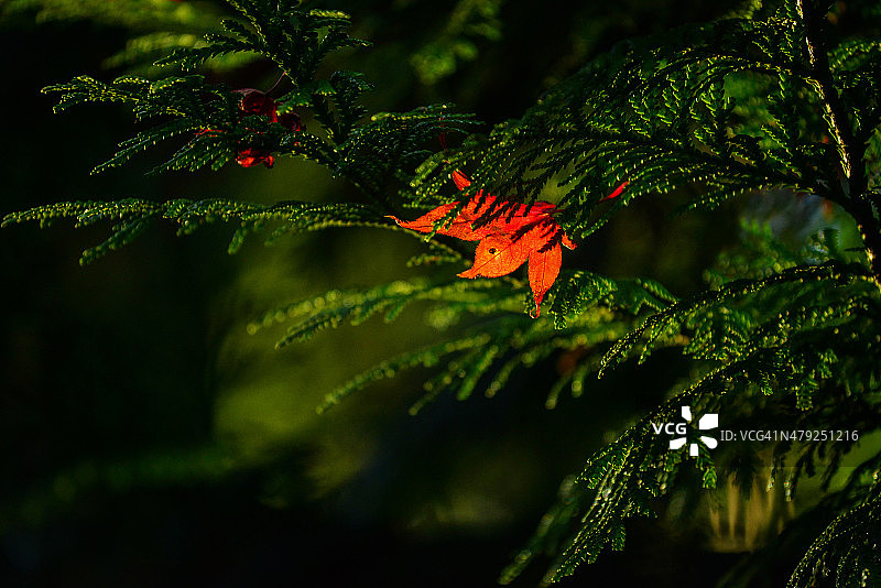 秋天，绿背景上的红枫图片素材