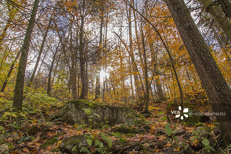 黄色的森林在秋天的季节图片素材