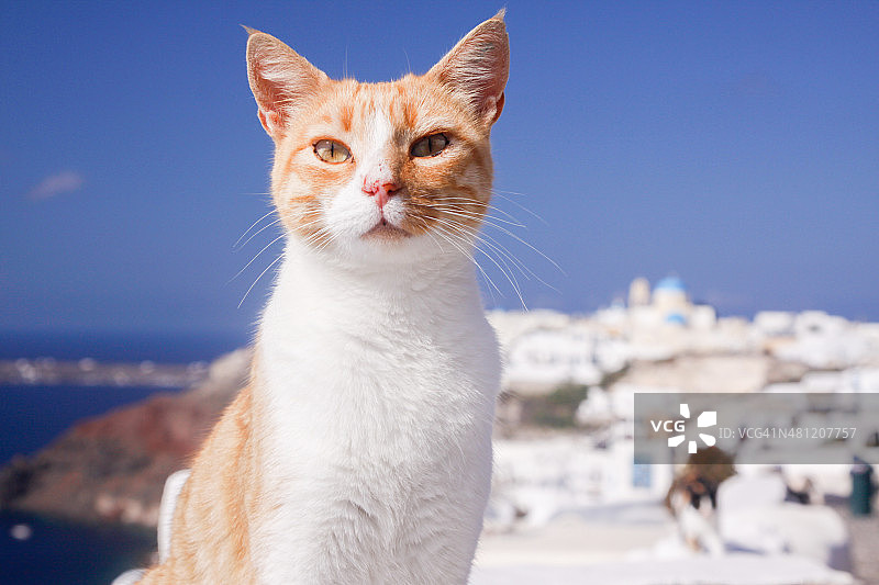 希腊圣托里尼岛的姜猫图片素材