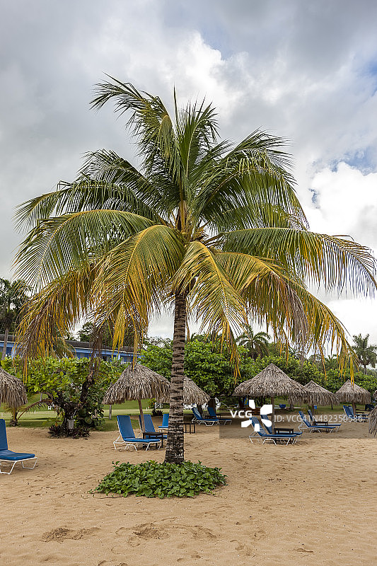 热带海滩上的日光浴床和雨伞图片素材
