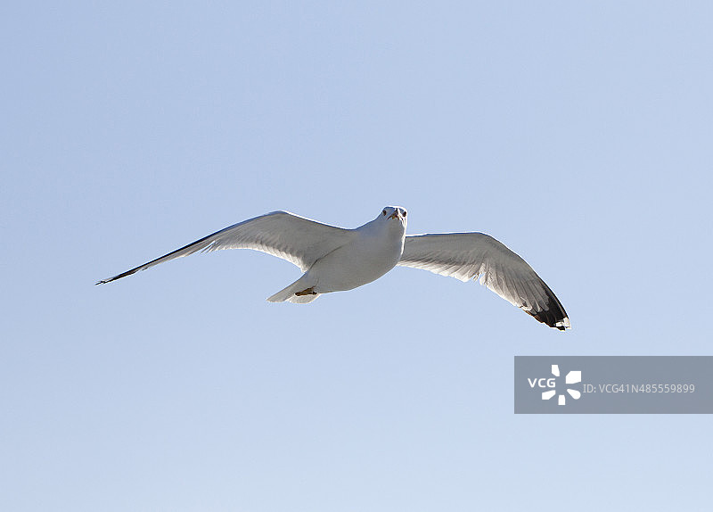 白色的海鸥在蓝天中飞翔图片素材