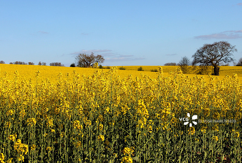 油菜籽田的图像黄色的花在春天图片素材