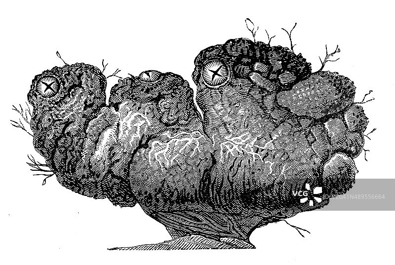 海鞘或海鞘的仿古插图图片素材