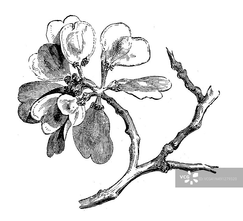 古色古香的榆树插图图片素材