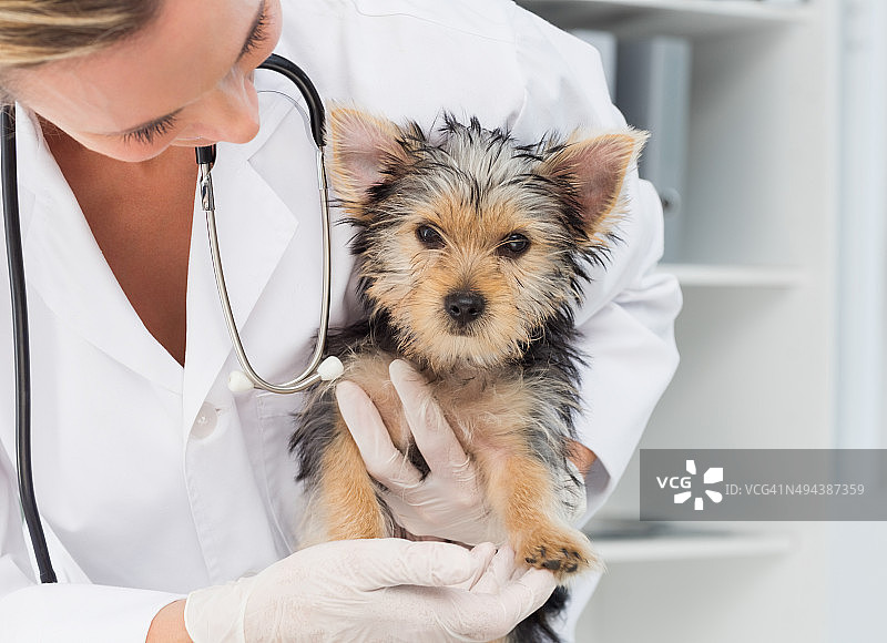 兽医抱着可爱的小狗图片素材