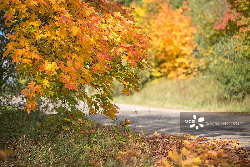 加拿大的秋天之路图片素材