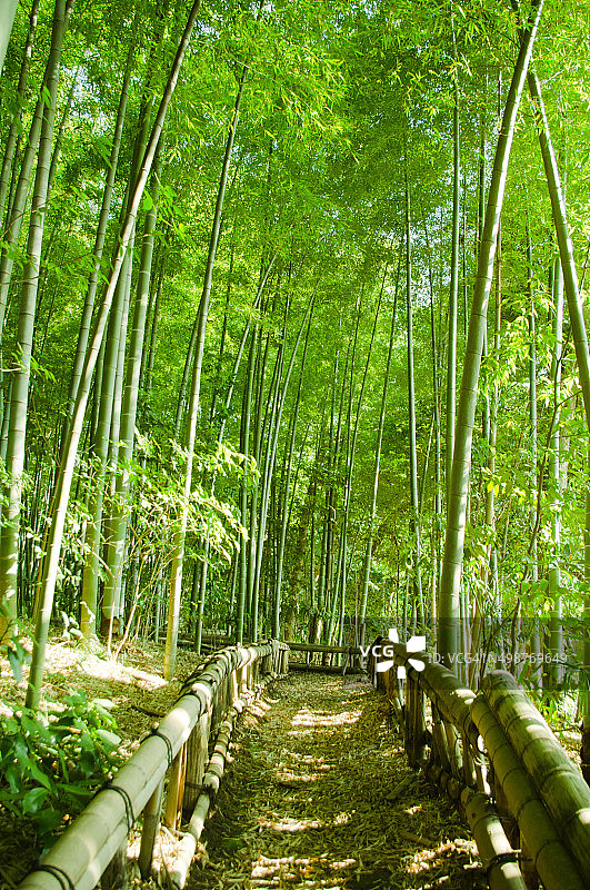 竹林的方式图片素材