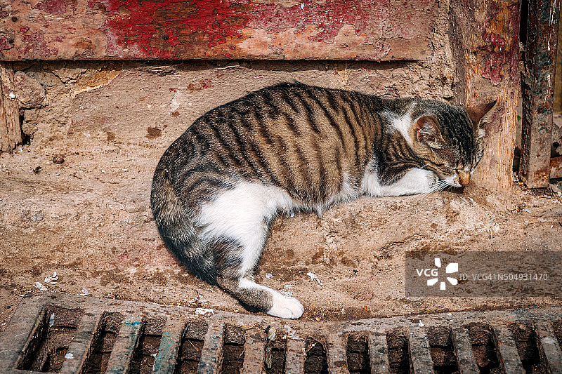 北非摩洛哥非斯的下水道里躺着一只猫图片素材