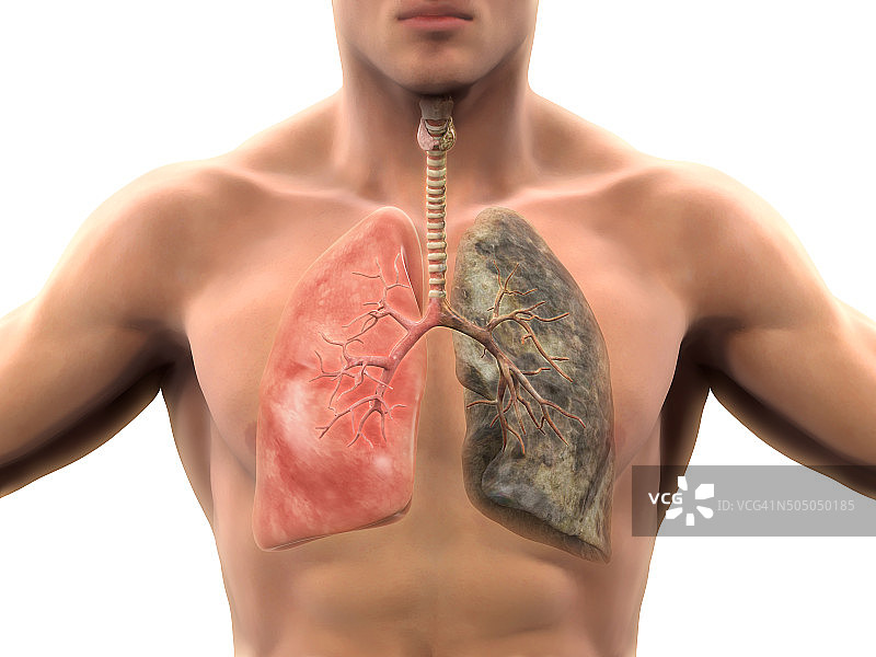 吸烟者与健康的肺图片素材