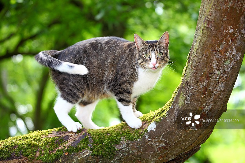 一只正在树上打猎的猫图片素材