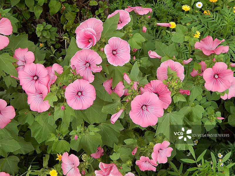 花园里的花，灌木粉红色的铃铛。图片素材