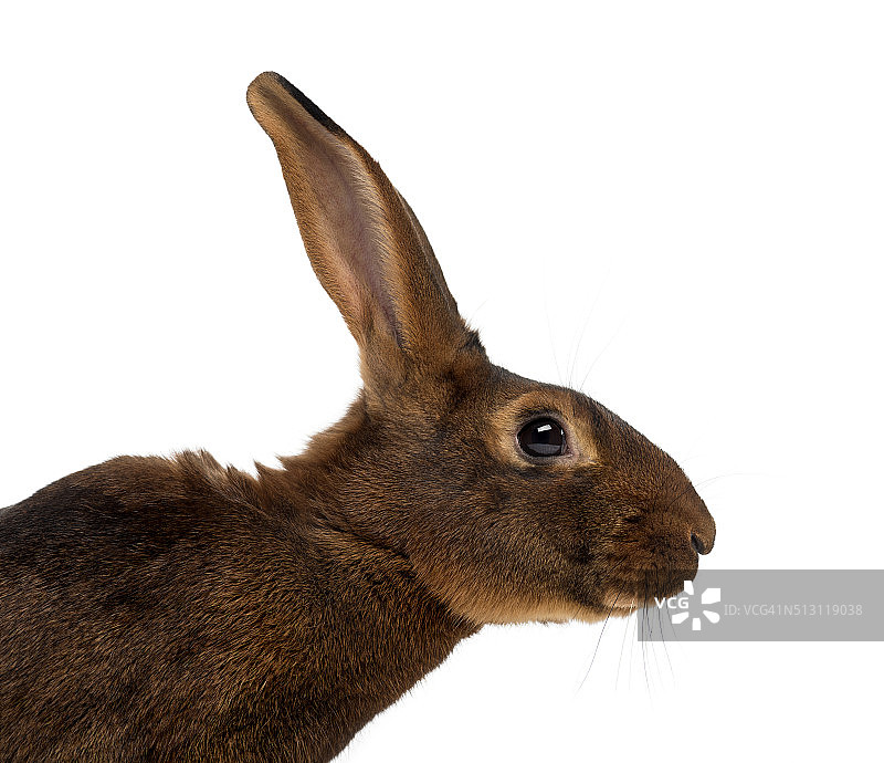 比利时兔在白色背景前图片素材
