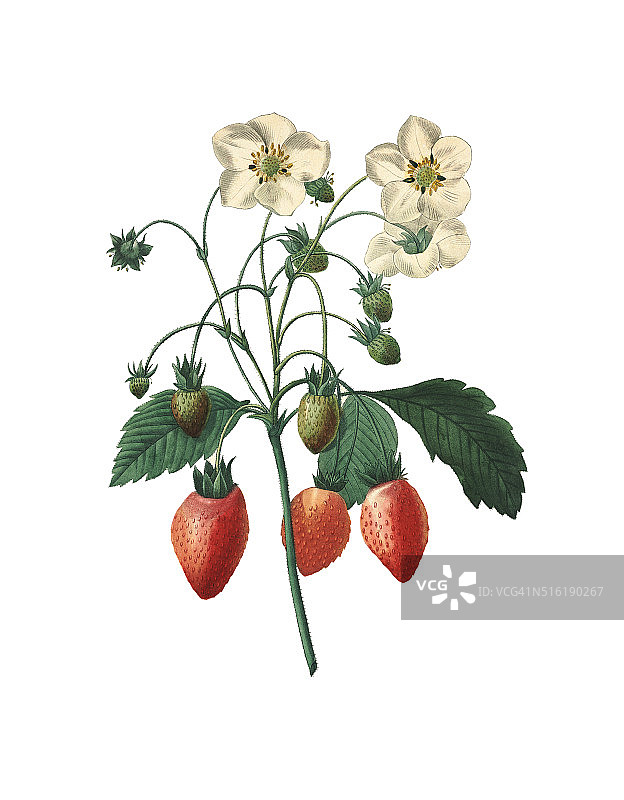 草莓| Redoute植物图例图片素材