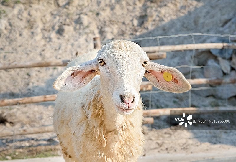 动物农场里的笑脸羊图片素材