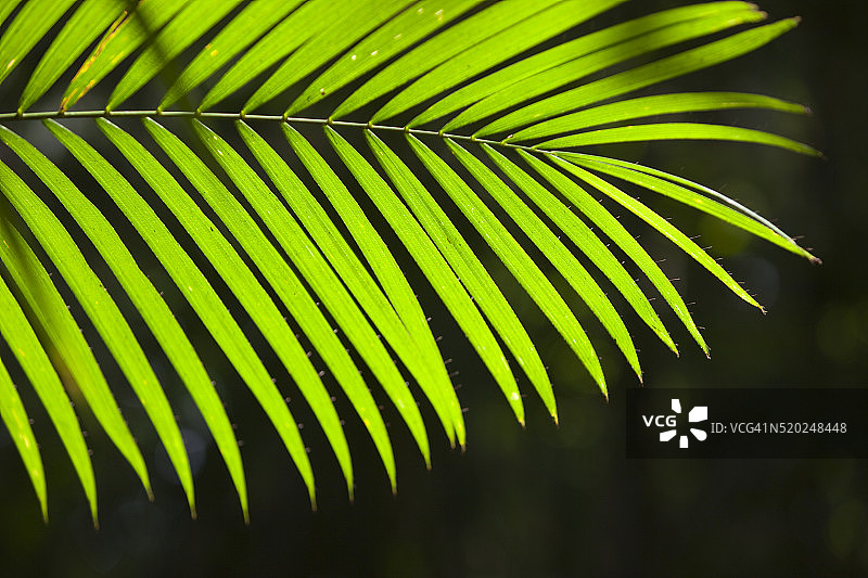 丹特里雨林的棕榈叶特写图片素材