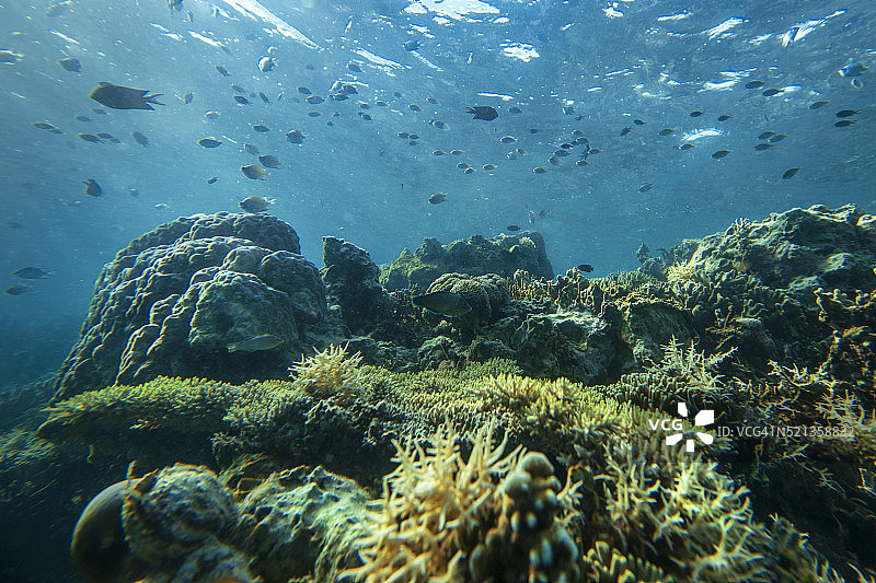 科伦岛的珊瑚礁图片素材