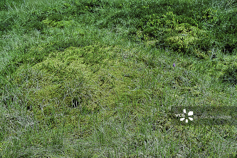 有泥炭藓的沼泽(泥炭藓)图片素材