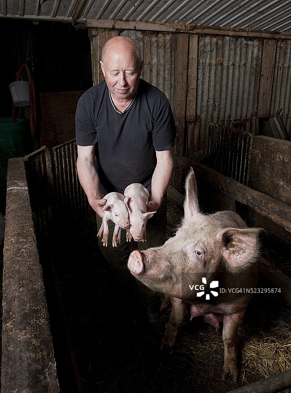冰岛的养猪户，带着小猪和母猪图片素材