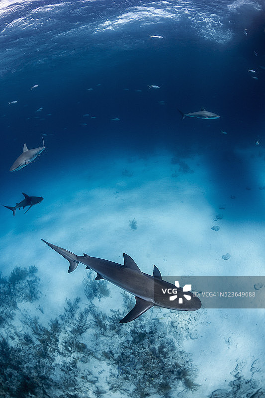 加勒比礁鲨在潜行图片素材