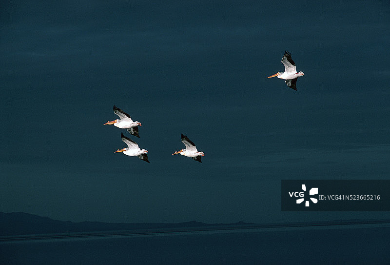 白鹈鹕飞过大盐湖图片素材