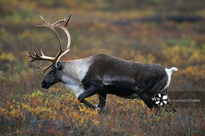 北美驯鹿在苔原图片素材