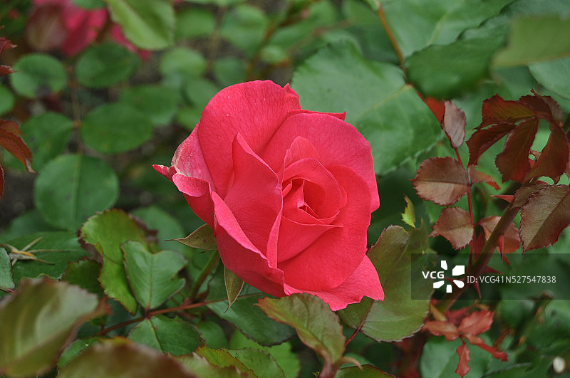 花园里枝上的红玫瑰图片素材