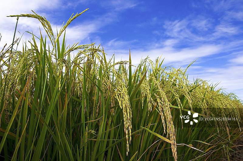 泰国水稻植物上的水稻种子特写图片素材