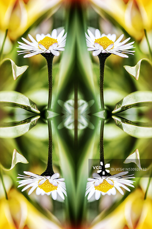美丽的普通小雏菊花宏观超现实形状对称的万花筒图片素材