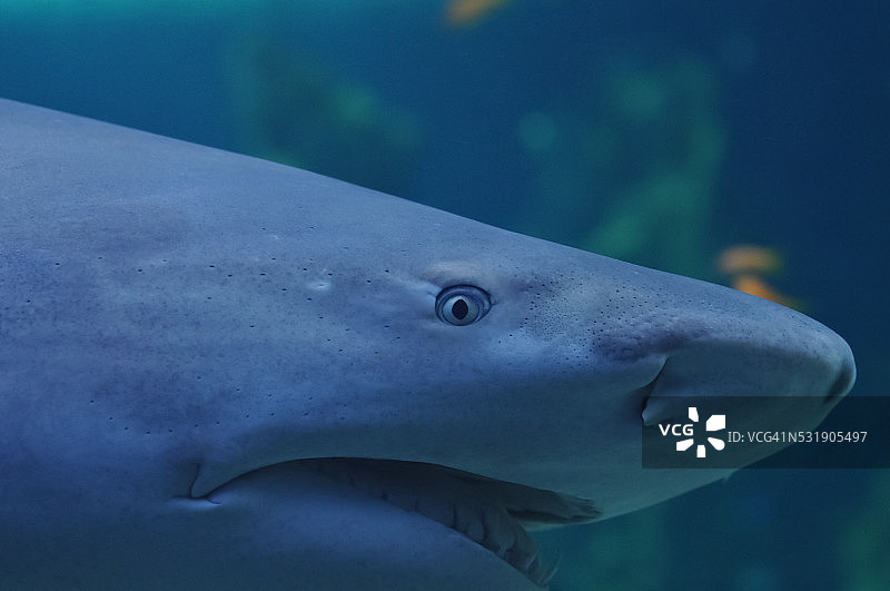海里白色鲨鱼愤怒的可怕表情图片素材