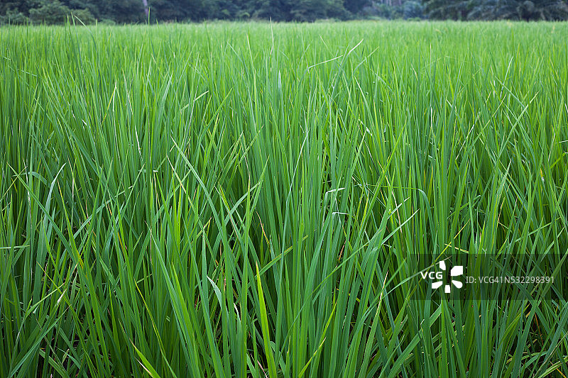 泰国的绿色稻田图片素材
