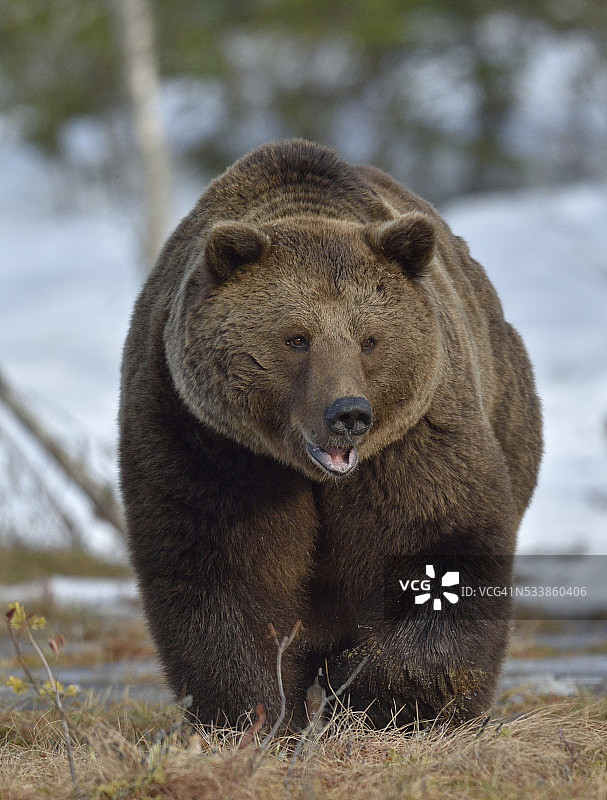 春天森林里的棕熊。图片素材