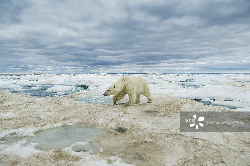 加拿大努勒维特地区哈德逊湾海冰上的北极熊图片素材