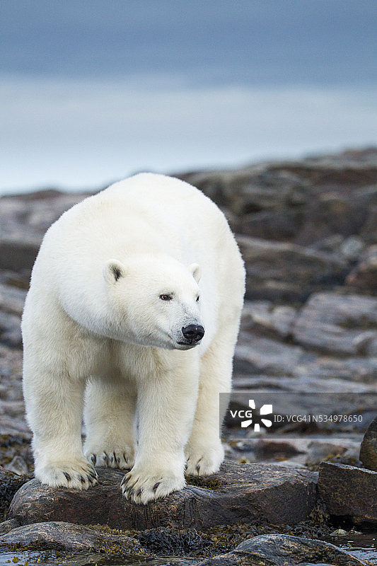 北极熊在哈德逊湾，加拿大努勒维特港群岛图片素材