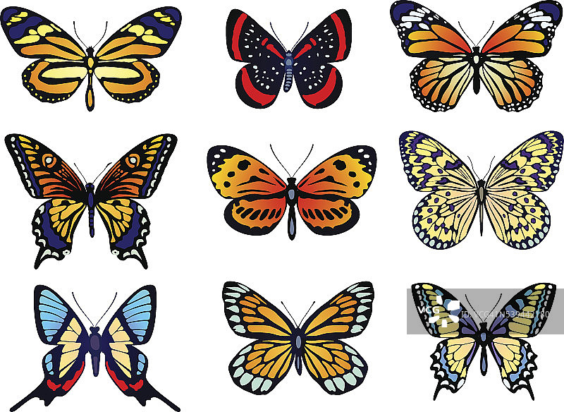 一组现实的矢量蝴蝶图片素材