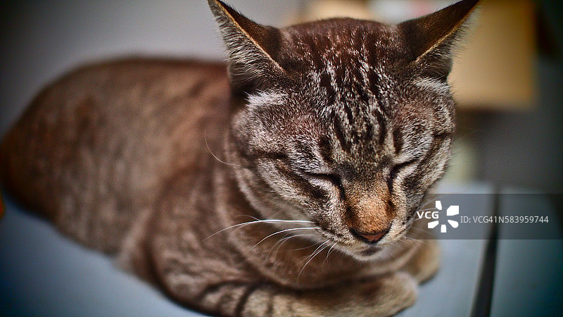 虎斑猫睡觉图片素材