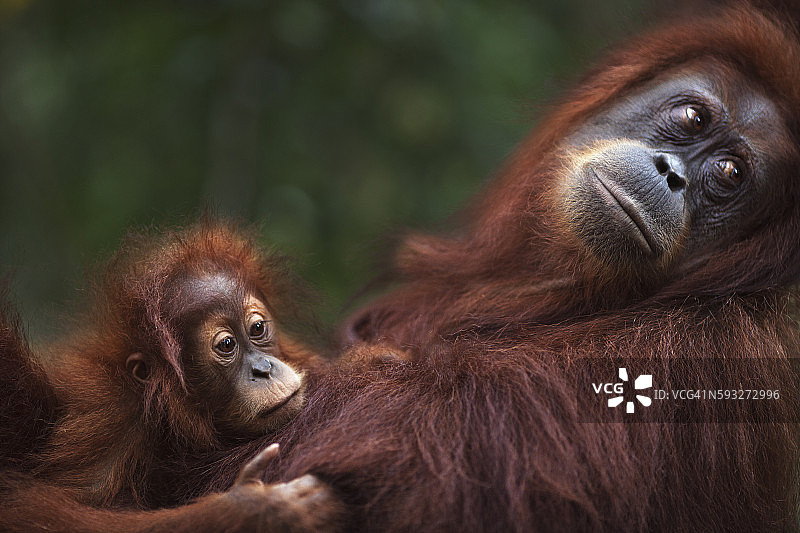 1-2岁的苏门答腊猩猩女婴“桑德丽”躺在22岁的母亲“桑德拉”身上图片素材