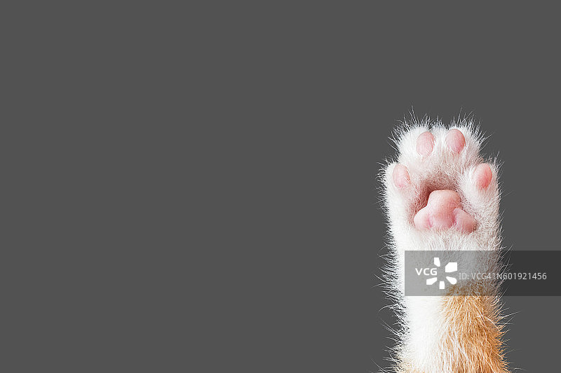 可爱的猫爪在深灰色的背景图片素材