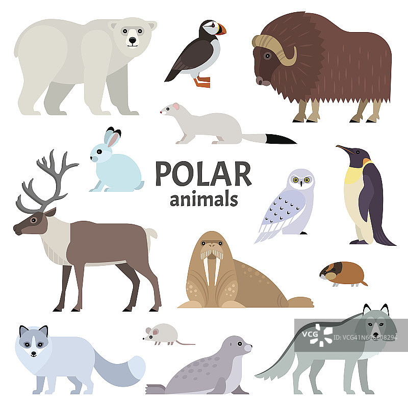 极地动物图片素材
