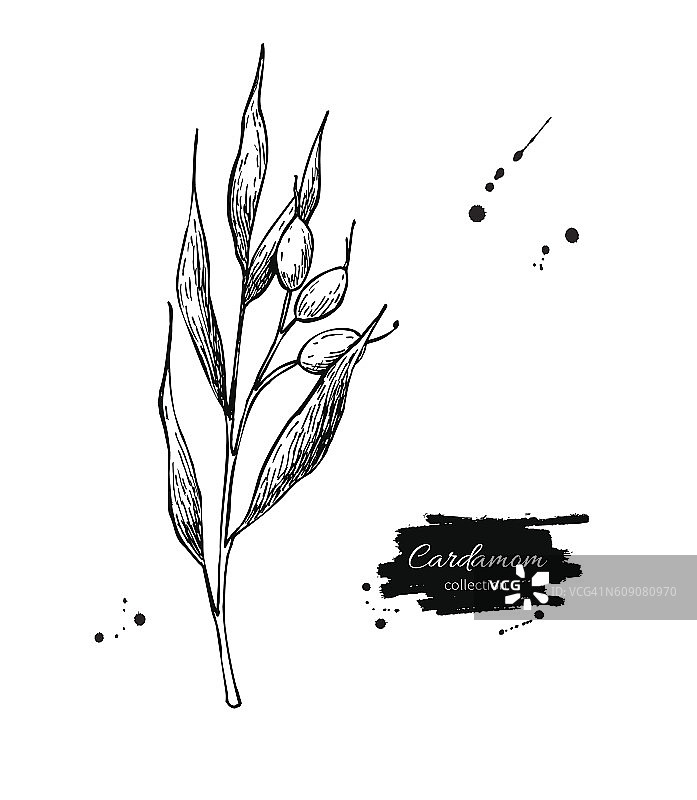 豆蔻植物载体手绘插图。孤立的香料ob图片素材