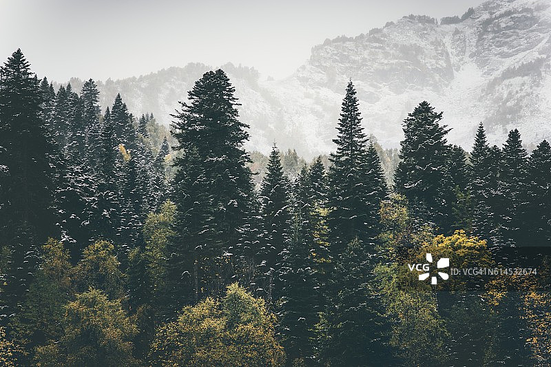 针叶林景观山的背景旅游图片素材