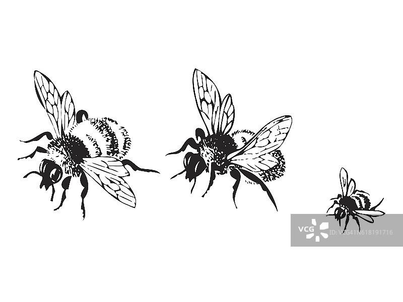矢量雕刻古董插图的蜂蜜飞行的蜜蜂图片素材