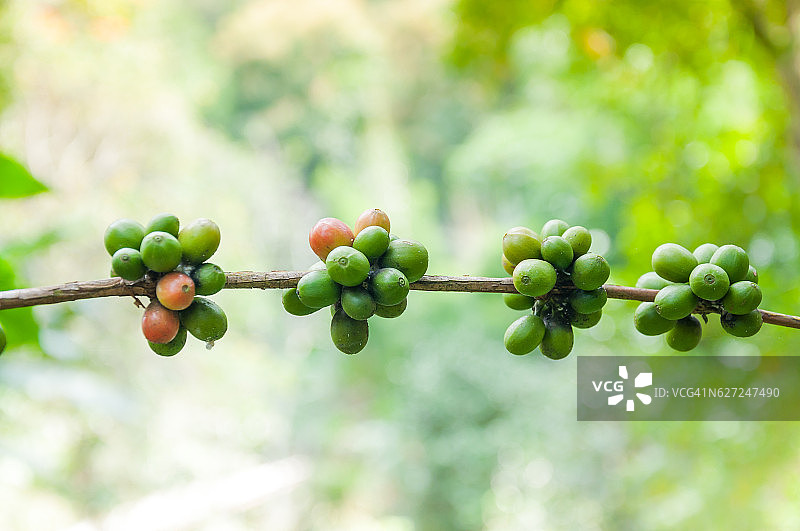 咖啡树里的新鲜咖啡豆图片素材