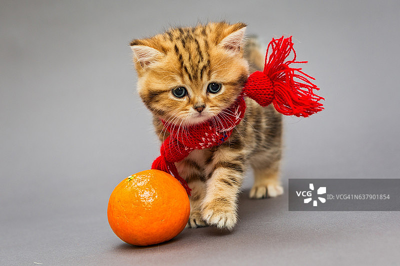 带围巾的英国品种小猫图片素材