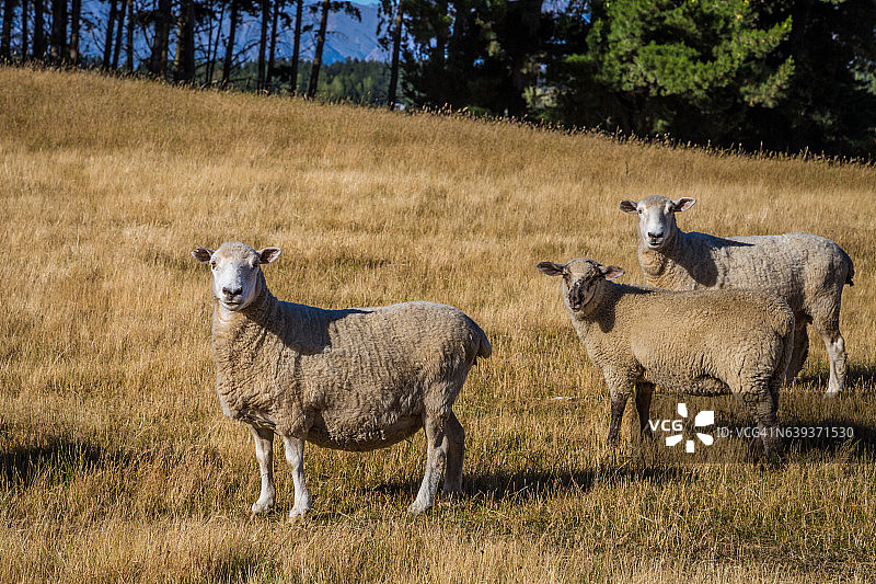 绵羊在新西兰的田野上。农场动物。图片素材