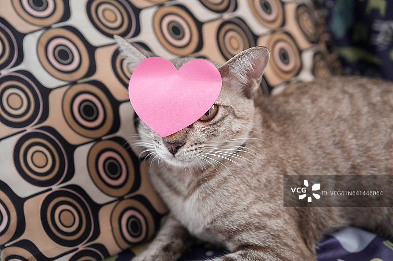 布朗尼猫的头上有粉红色的心形爱心图片素材