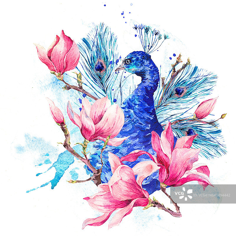 水彩孔雀与花木兰图片素材