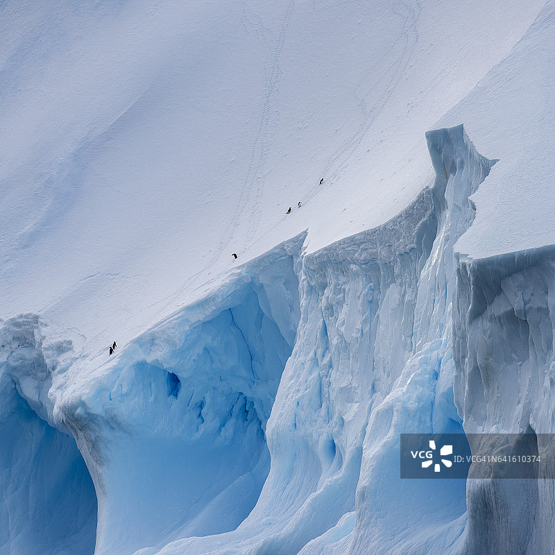 冰山和企鹅，南奥克尼图片素材