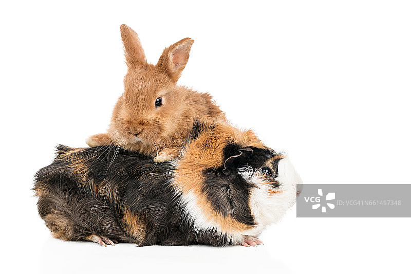 兔子和豚鼠的肖像图片素材