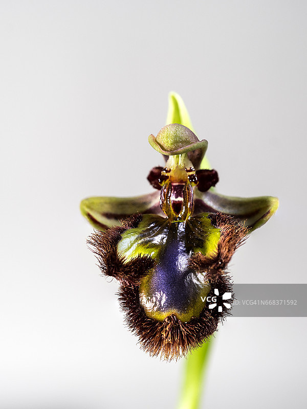 特写的分支兰花(Ophrys Cymbidium)，工作室拍摄的白色背景裁剪图片素材