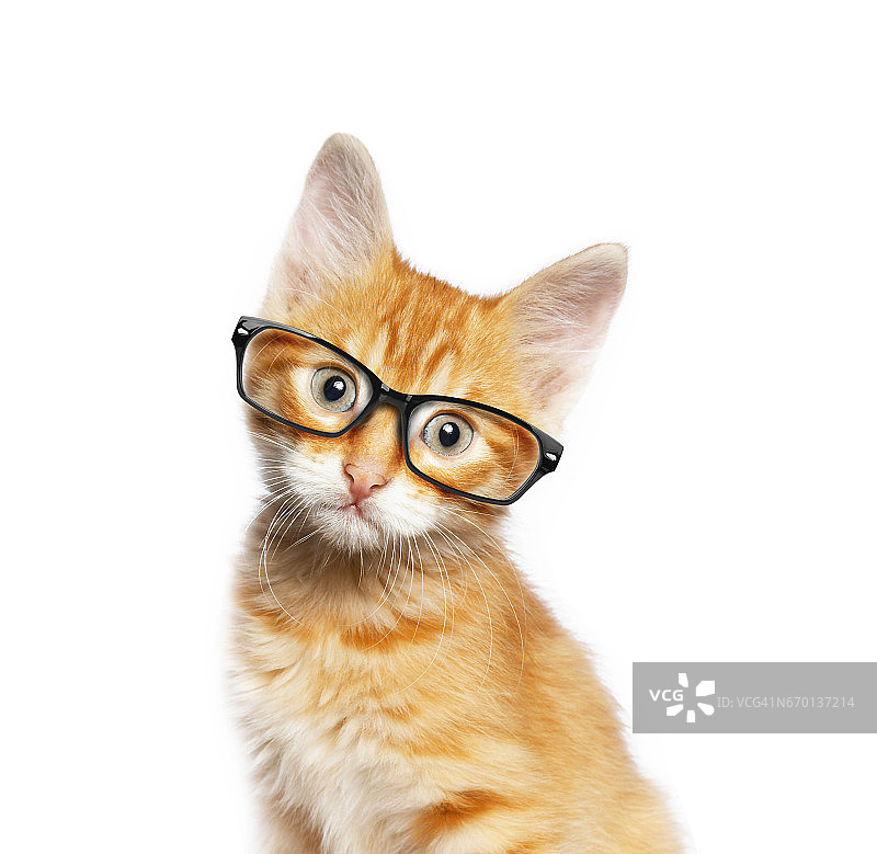 戴眼镜的红猫图片素材